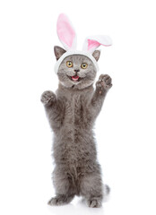 Poster - Surprised cat wearing easter rabbits ears stands on hind legs. Isolated on white background