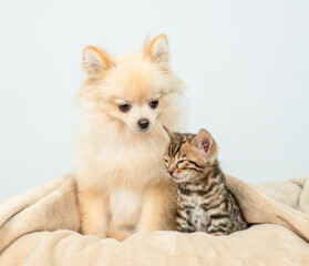 Leinwandbilder - Cute Spitz puppy sitting with sleepy bengal kitten on a bed wrapped in cozy plaid