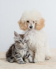 Fototapete - Poodle puppy sitting with tiny maine coon cat on a bed at home