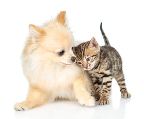 Poster - Young Spitz puppy and gentle Bengal kitten standing together. Isolated on white background