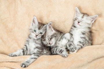 Fototapete - Three cozy Maine coon kitten sleep under warm blanket on a bed at home. Top down view