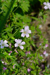 Wall Mural - Cranesbill Rose Clair flowers