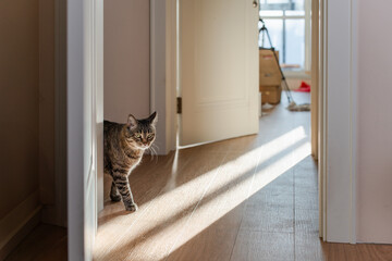 Wall Mural - A tabby cat standing in a doorway, illuminated by sunlight streaming through the window in a cozy home interior. The scene emphasizes the warmth of natural light and the curious nature of the pet