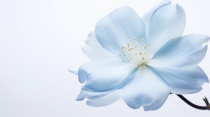 Canvas Print - soft white background blue