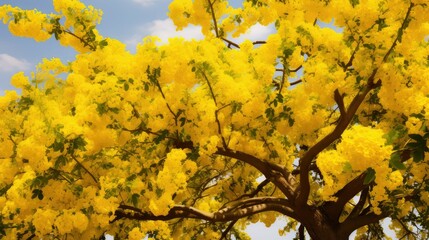 Poster - flowers mustard tree