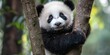 © Watcharaphon - World wildlife day with conservation and awareness idea. Panda cub climbing a tree in a lush green setting.