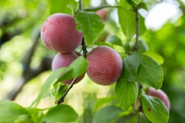 Wall Mural - selective focus. Ripe blue purple plums in the plum garden. Agriculture Haversting background.