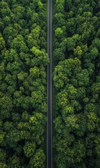 Leinwandbilder - Straight road winding through dense forest under bright daylight in a serene natural setting. Generative AI