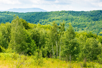 Wall Mural - birch trees on the grassy hillside on a sunny day. mountainous landscape of transcarpathia in summer