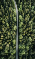Poster - Straight road weaving through a lush forest under the clear blue sky surrounded by towering trees. Generative AI