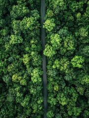 Poster - Straight road winds through vibrant green forest under bright daylight in a serene natural setting. Generative AI