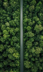 Poster - Straight road meanders through lush green forest, inviting exploration and adventure amidst towering trees and natural beauty. Generative AI