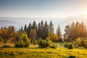 Wall Mural - Silhouettes of fir trees against the background of distant mountains. Carpathian mountains, Ukraine, Europe.