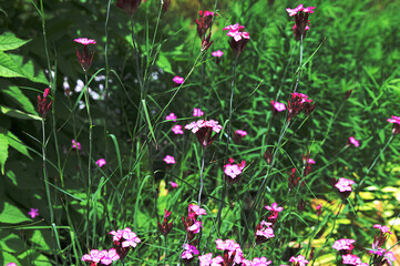 Canvas Print - Dianthus campestris Carnation. Pink wildflowers on a grass background.