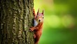 © saif - A charming red squirrel with fluffy ears, curiously peeking from behind a tree trunk in a playful pose