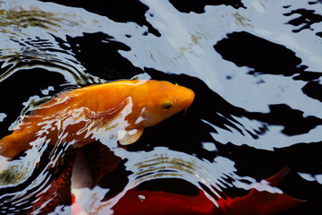 Canvas Print - Goldfish or carp feeding at surface of a buddhist temple  pond. Ca Mau. Vietnam.