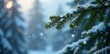 © retirementfun - Snowflakes fall on the branches of a majestic fir, branches, serenity, bare