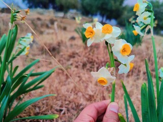 Wall Mural - Daffodil, Chinese Scared Lilyor Narcissus tazetta beautiful white flowers