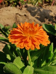 Wall Mural - Calendula, Mary's gold or Ruddles yellow flower