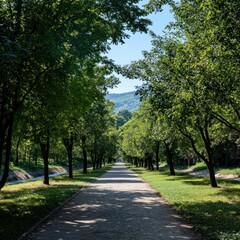 sunlit park path, trees lining, hills in distance, peaceful scene, nature imagery