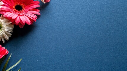 Canvas Print - Pink and White Gerbera Daisies on a Blue Background