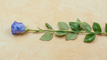 Canvas Print - Single Blue Rose on Beige Background