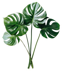 Sticker - PNG Monstera leaves bouquet leaf minimalist plant.