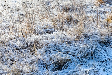 Wall Mural - Frost-Covered Dry Grass in Winter Sunshine