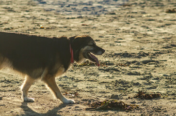 Wall Mural - A German shepard, Collie cross walking on a beach on a bright sunny beach