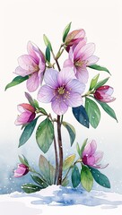 Wall Mural - Hellebores Blooming in the Snow watercolor in Winter Floral on plain white background