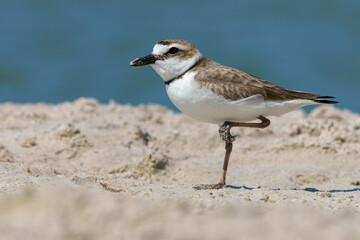 Wall Mural - Wilsons Plover, coastal Florida, USA