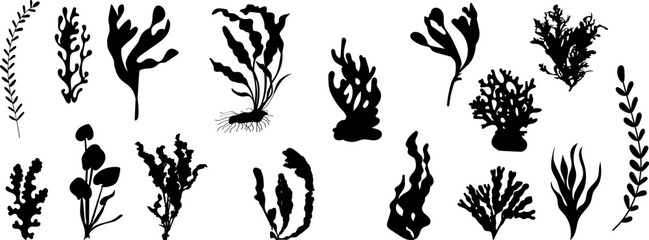 Wall Mural - seaweed set on white background vector