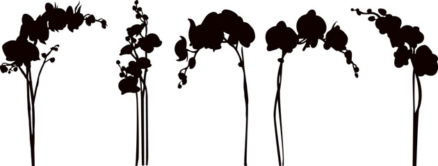 Wall Mural - orchid flowers silhouette on white background vector