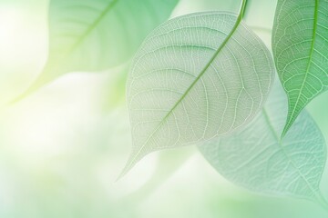 A close-up shot of a single leaf on a tree branch, showcasing its texture and details