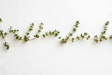 Wall Mural - A climbing vine growing out of a stone wall