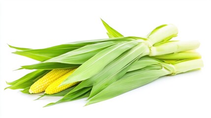 Wall Mural - Fresh Corn With Green Husks and Yellow Kernels Ready for Harvesting and Cooking