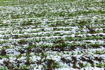 Wall Mural - Winter field with rows of green sprouts covered in melting snow, early agricultural growth