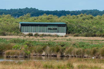 Wall Mural - Réserve ornithologique, Le Teich, Bassin d'Arcachon, Landes de Gascogne, 33, Gironde