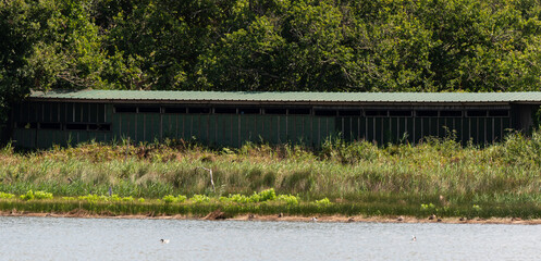 Wall Mural - Réserve ornithologique, Le Teich, Bassin d'Arcachon, Landes de Gascogne, 33, Gironde