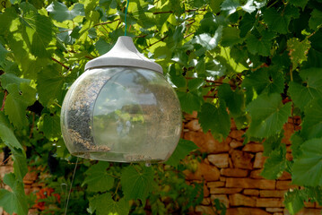 Wall Mural - mangeoire en verre à oiseaux, Jardin