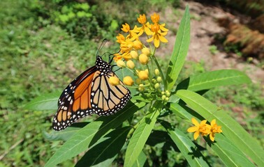 Wall Mural - Monarch butterfly on yellow asclepias flowers in Florida nature, closeup