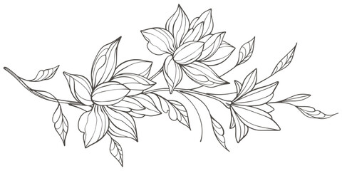 Wall Mural - Line art vector Floral Botany. jasmine flower drawings. Black and white with line art on transparent backgrounds. Hand Drawn jasmine flower Illustrations. Vector eps