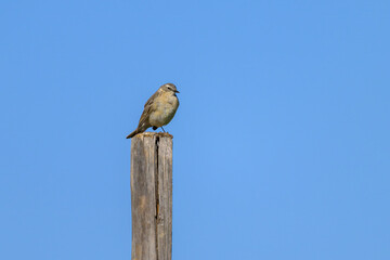 Wall Mural - A Water Pipit standing on a wooden pole