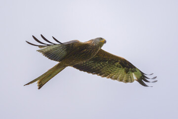 Poster - A Red Kite in flight on a cloudy day