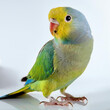 © harsha - Vibrant Rose-Ringed Parakeet – Close-Up of Exotic Colorful Bird on White Background
