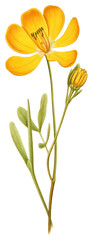 Wall Mural - PNG Illustration botanical drawing flower.