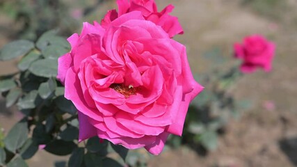 Wall Mural - A close-up view of a vibrant pink rose showcasing its delicate petals and beauty.