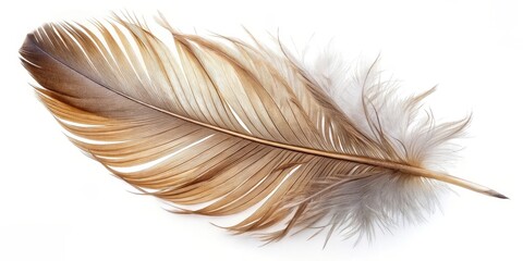 Poster - Single Brown Feather on White Background