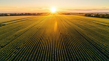 Wall Mural - various types of vegetable gardens concept, sunset view over vast flat vegetable farm with golden li