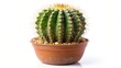 © artisttop - Potted Cactus on White Background